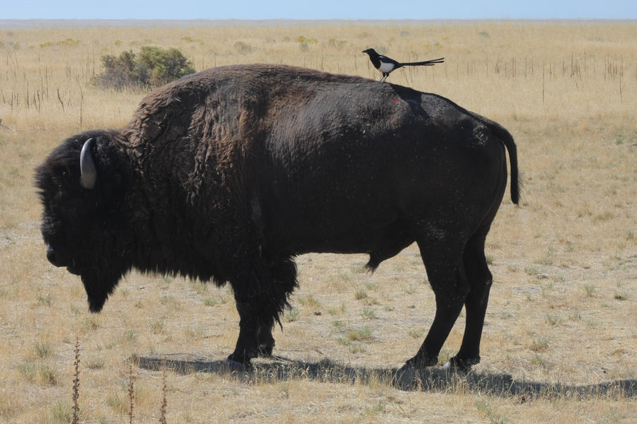 Stock 0113 - Buffalo and Bird by EverythingIsInStock
