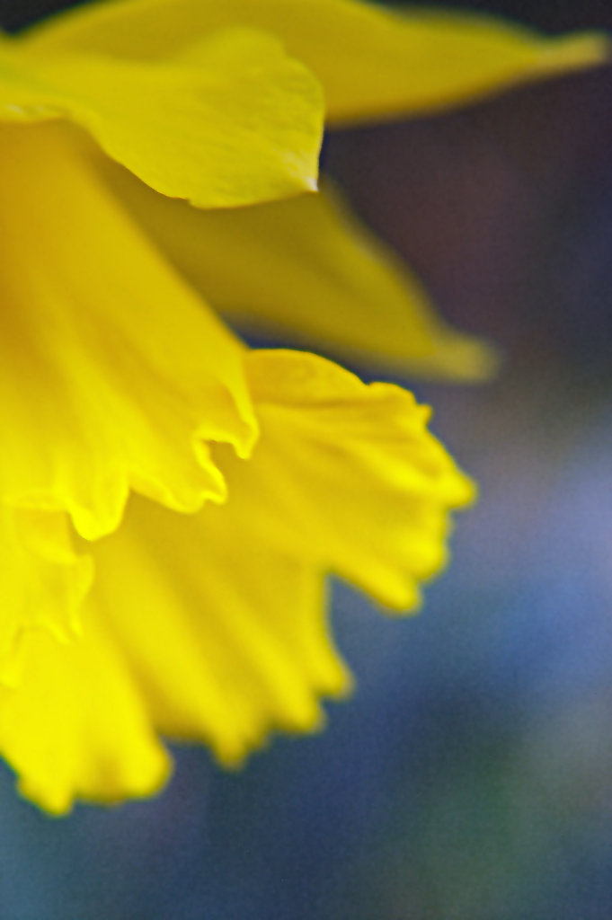 Daffodil Joy