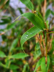 Rainy Bamboo