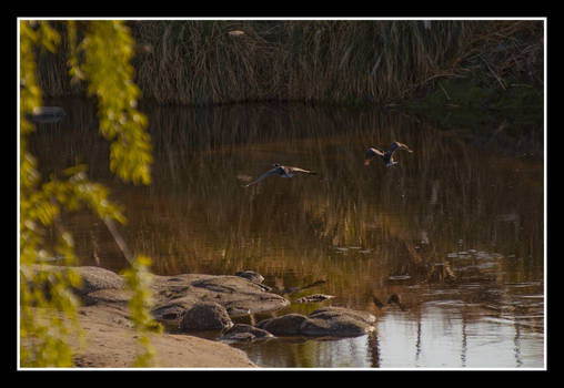 Flying Ducks