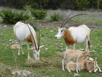 Oryx Family