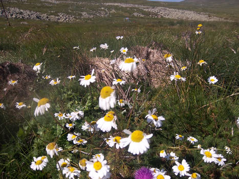 Wild Flowers