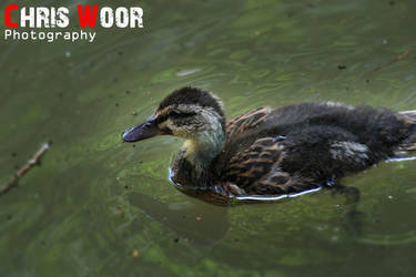 Mallard Duckling