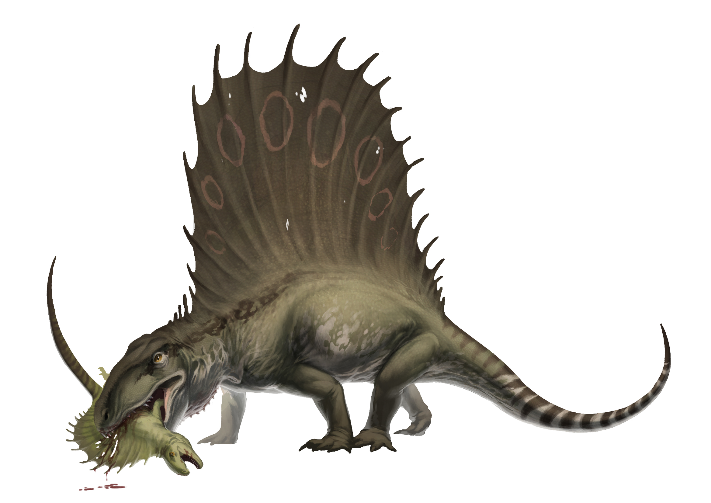 Dimetrodon by Ink-Mug on DeviantArt