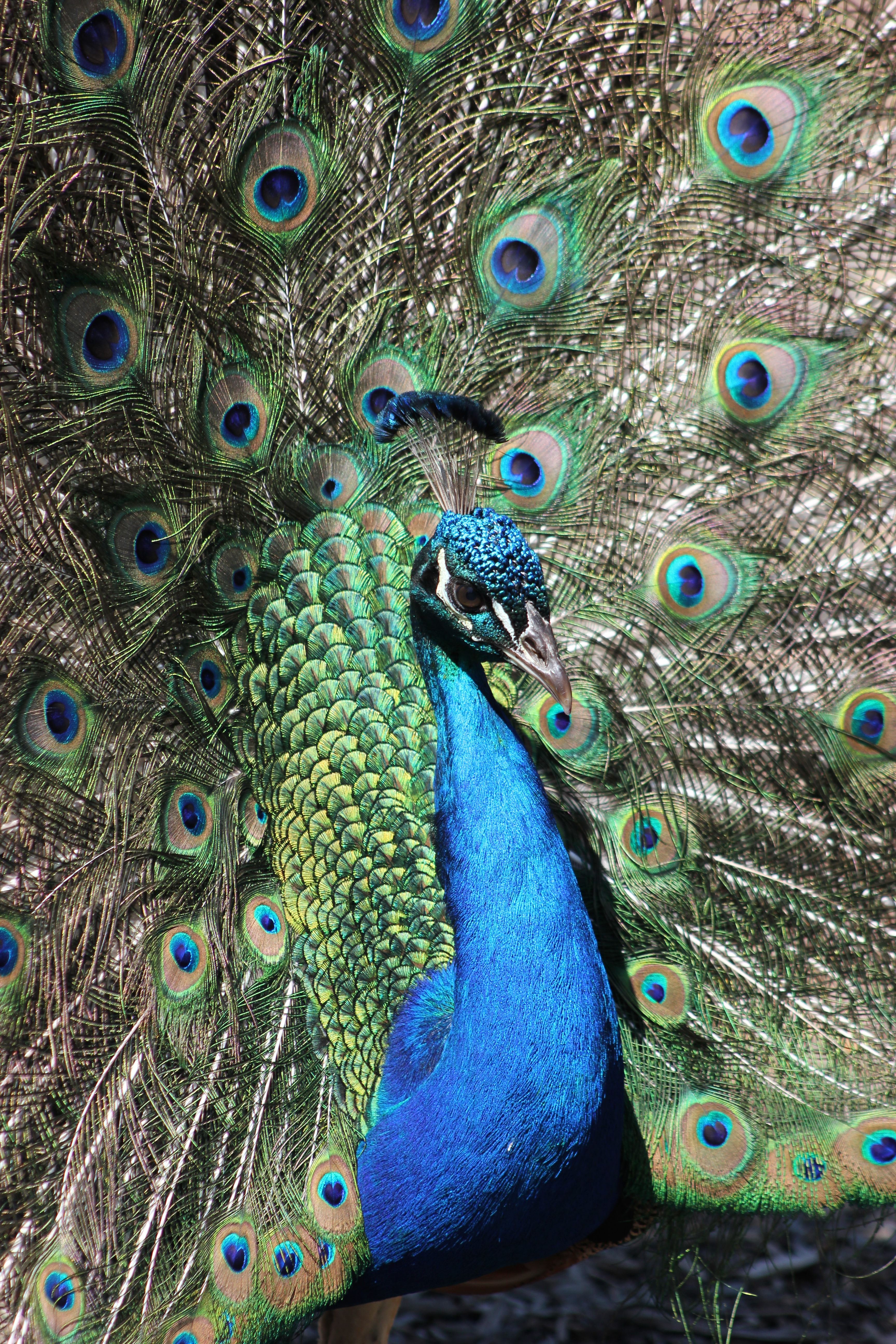 Peacock 2