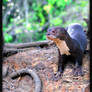 Guyanese Giant River Otter 5