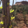 Vertical Chaparral Plant