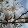 Star Magnolia