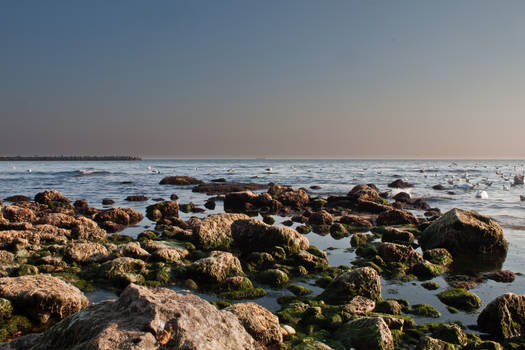 Birds in Black sea