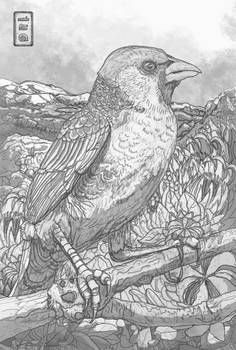 Bird Sketchbook Nature Wildlife Animal Drawing