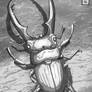 Stag Beetle Drawing Study