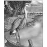 Great Blue Heron Black White Study
