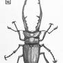 Metallifer Stag Beetle Sketch Book Drawing Insect