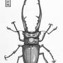 Metallifer Stag Beetle Sketch Book Drawing Insect