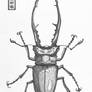 Metalifer Stag Beetle Sketch Book Drawing Insect