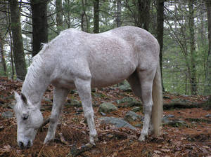 grey horse grazing