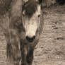 sad grey horse