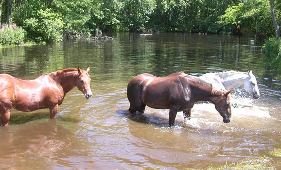 horses swimming