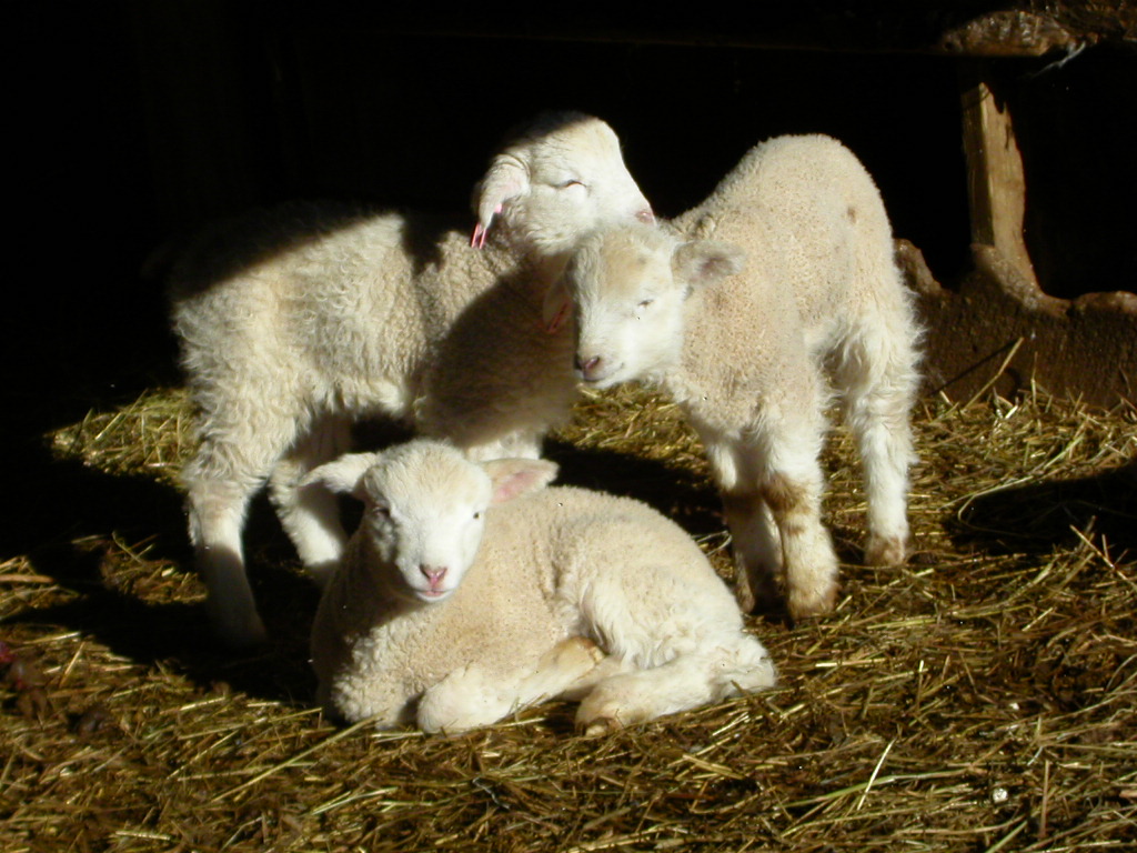 lambs in pile