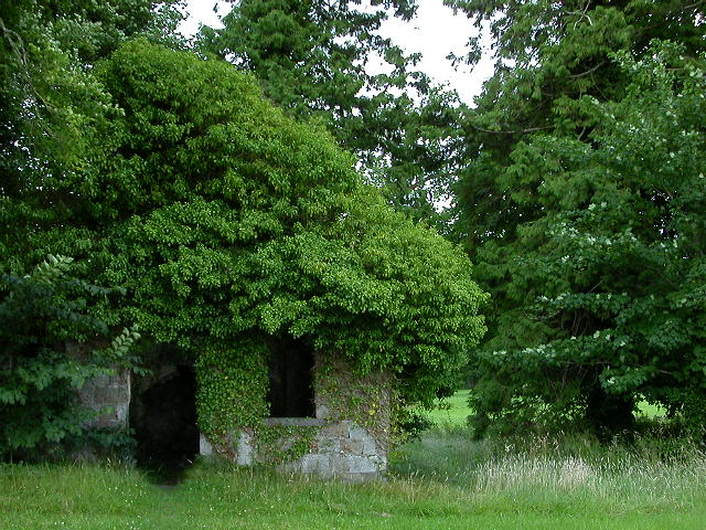 old ivy covered house