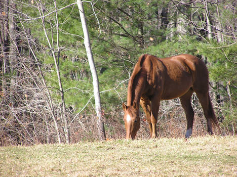 chestnut horse eat