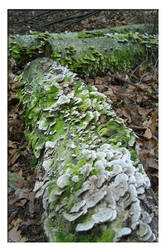 Fungus log