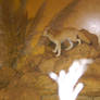 Fennec Fox 1