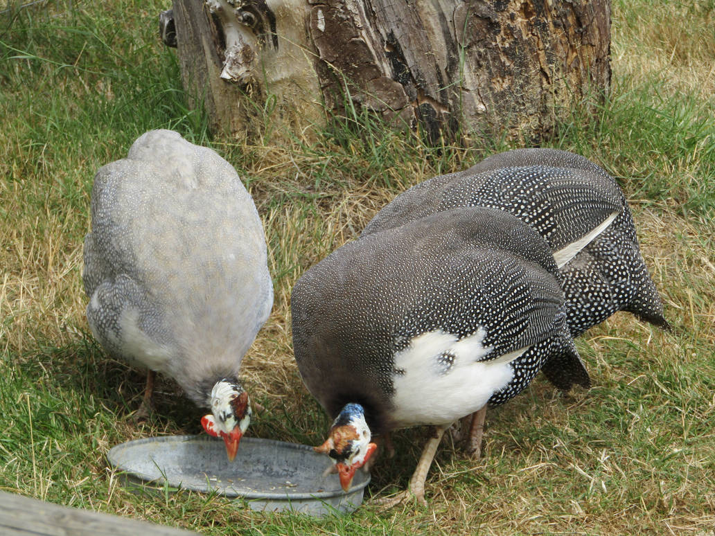 Untitled by panthera-panther on DeviantArt