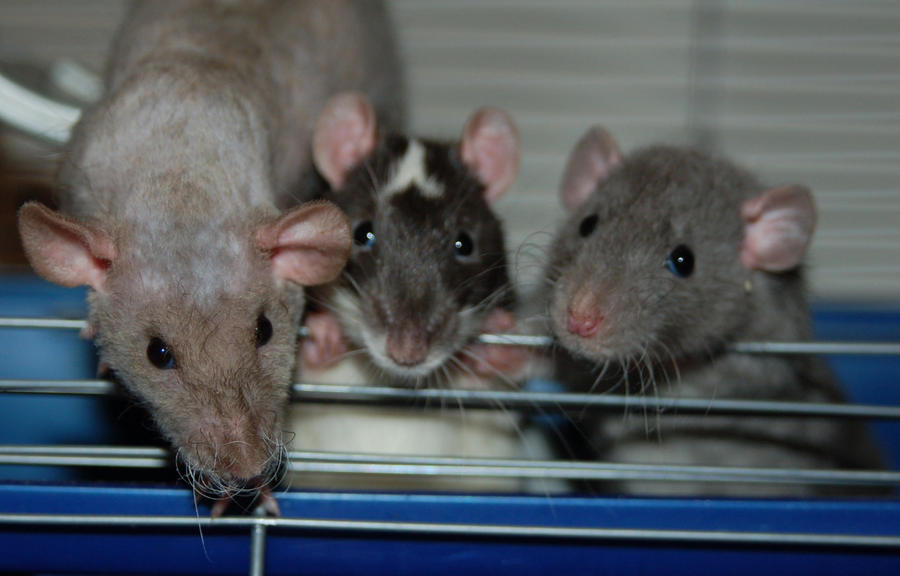 My Pet Rats by eureeka14 on DeviantArt