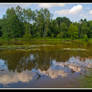 On a pond