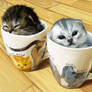 Kittens in Cupz