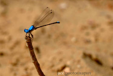 Dragonfly