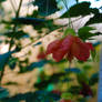 Abutilon