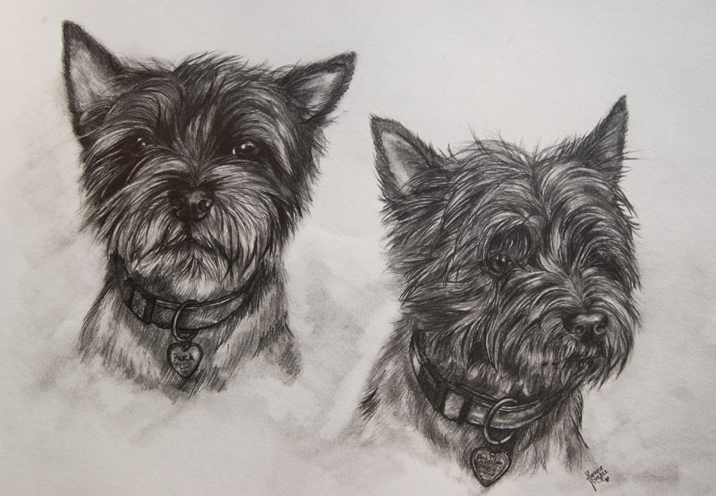 Two cairn terrier dogs