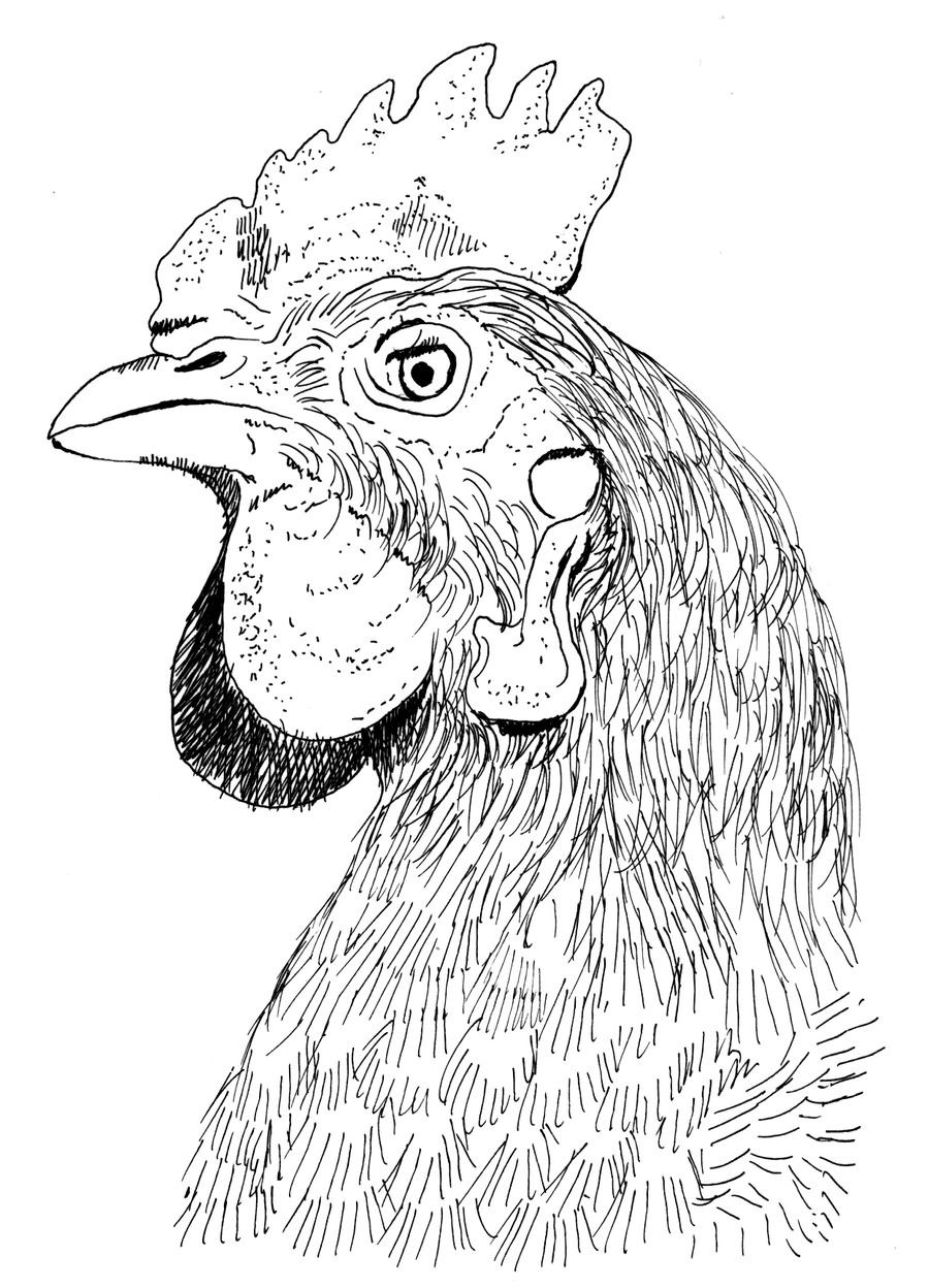 farm hen