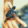 Young Sea Turtle