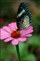 Butterfly Garden 1