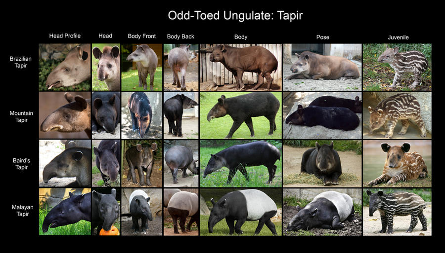 Reference Chart: Tapir
