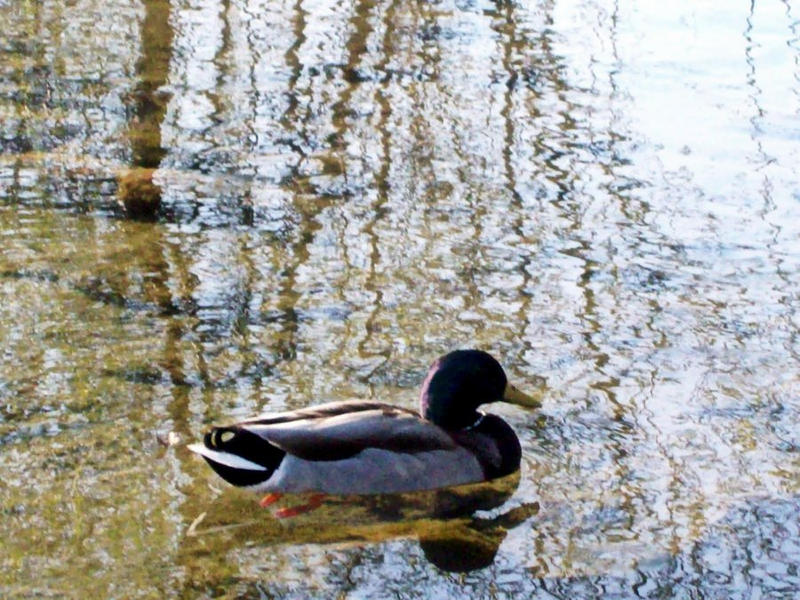 Shadow Duck by MoonLilyWolf on DeviantArt