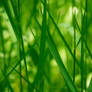grass 003