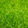 grass 005