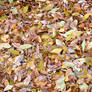 texture 006