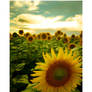south dakota sunflowers 05