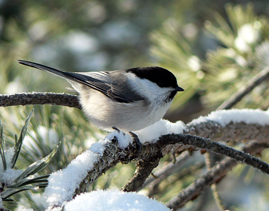 Willow tit