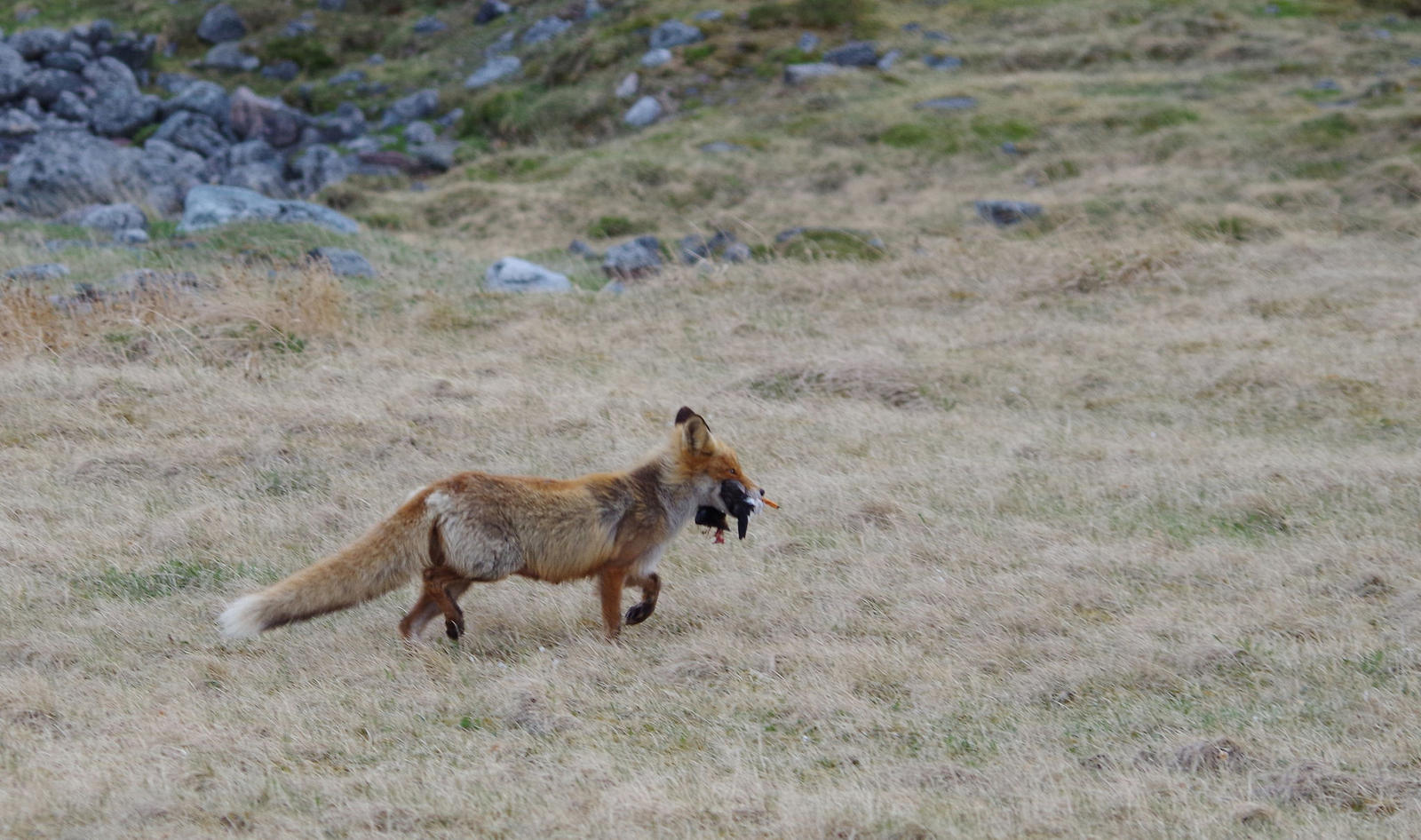 Vulpes vulpes