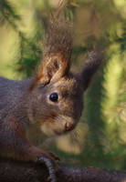 Sciurus vulgaris