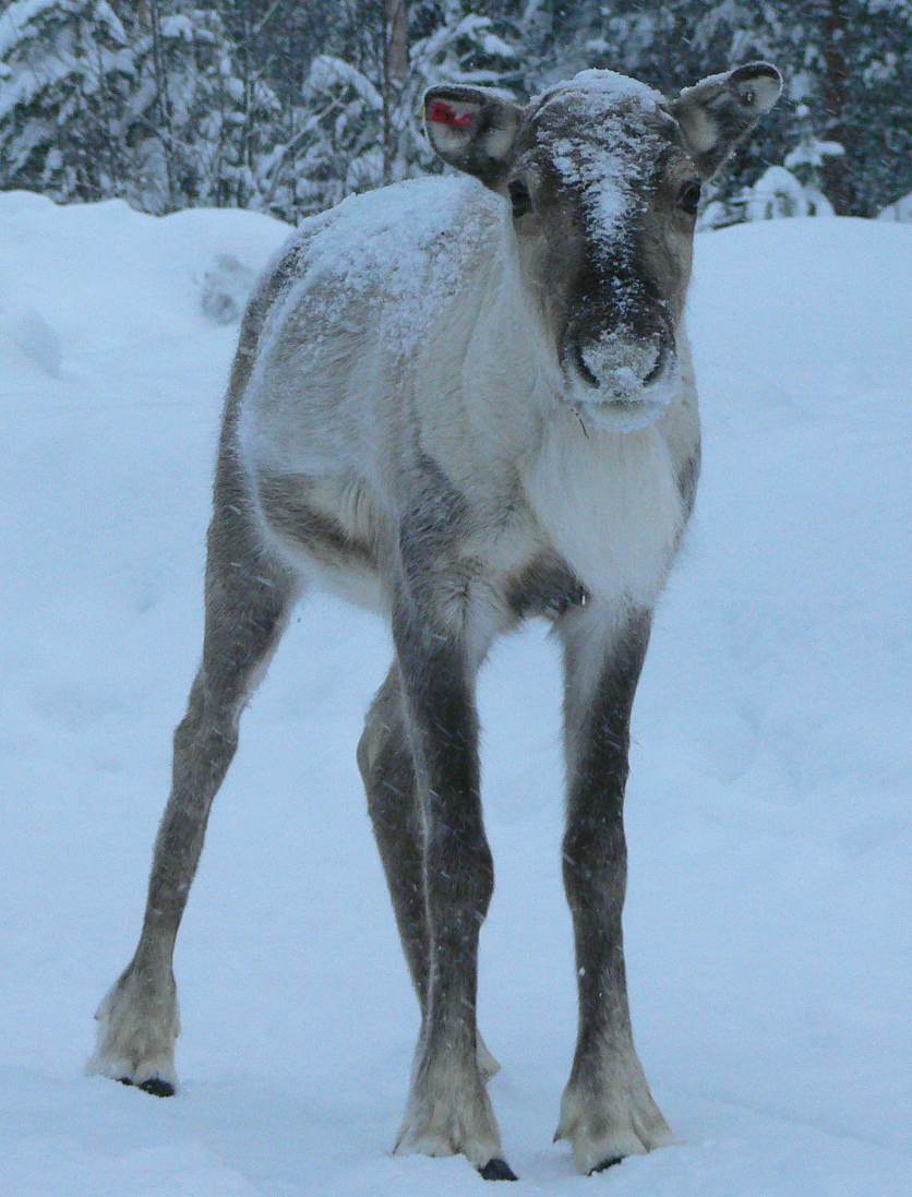 A reindeer