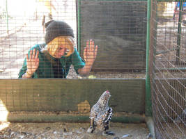 Cucco in the Cage