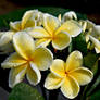 Raindrops on Frangipani