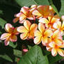 Orange Frangipani.